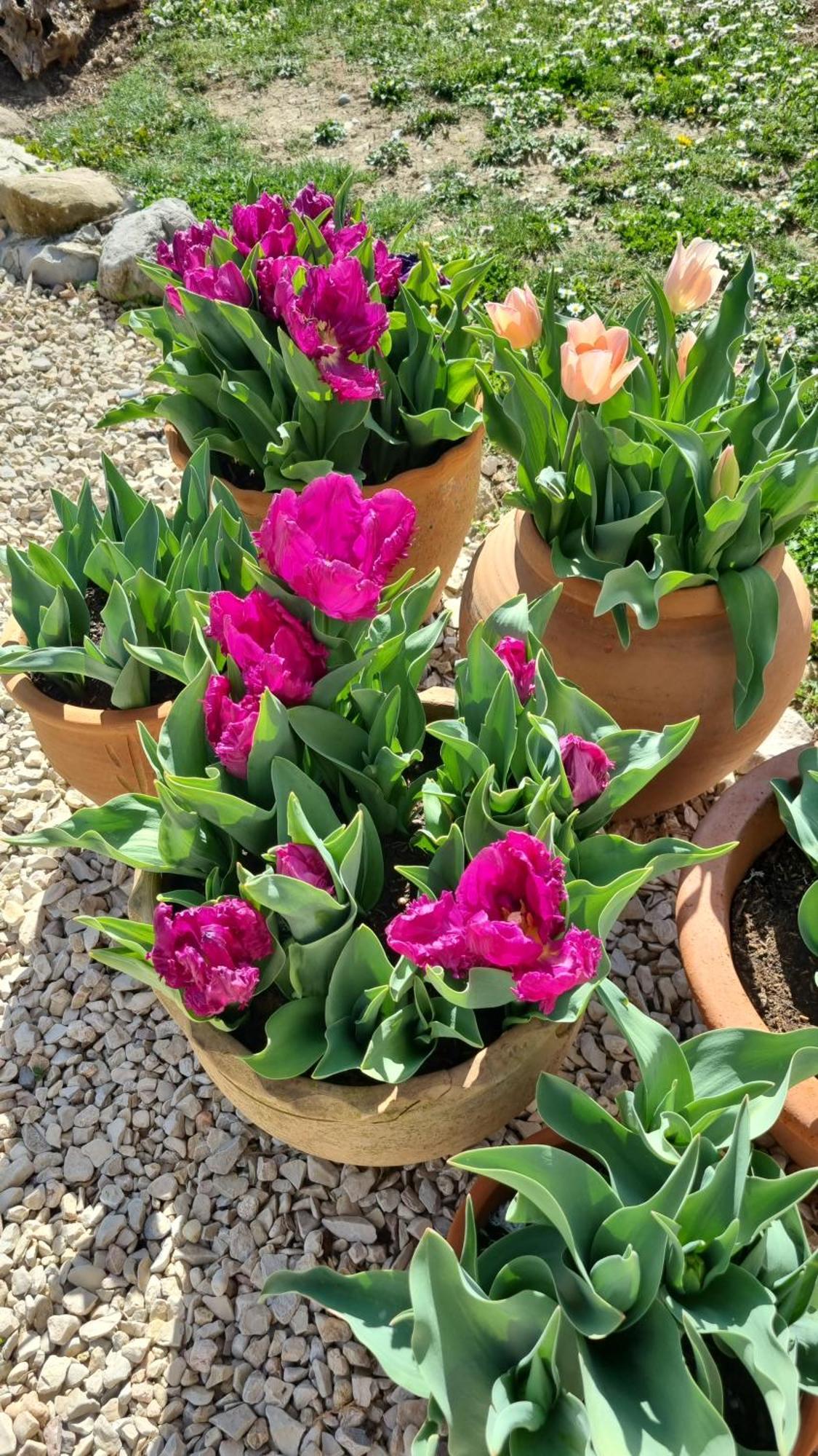 Mas Tulipe De Soie * Bevons